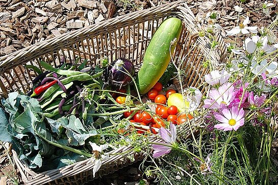 Récolte de légumes