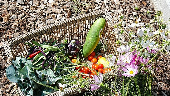 Panier de légumes récoltés au jardin