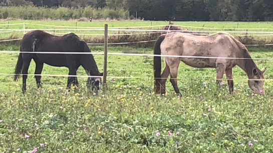 Les chevaux broutent tranquillement